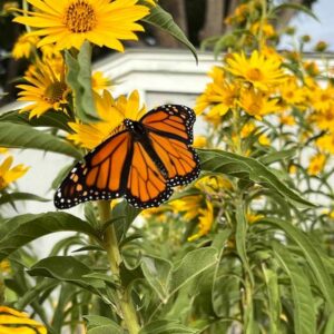 donna studt Gallery