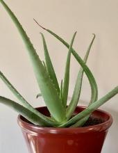 sun greenhaw
