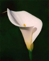 Obituary-img