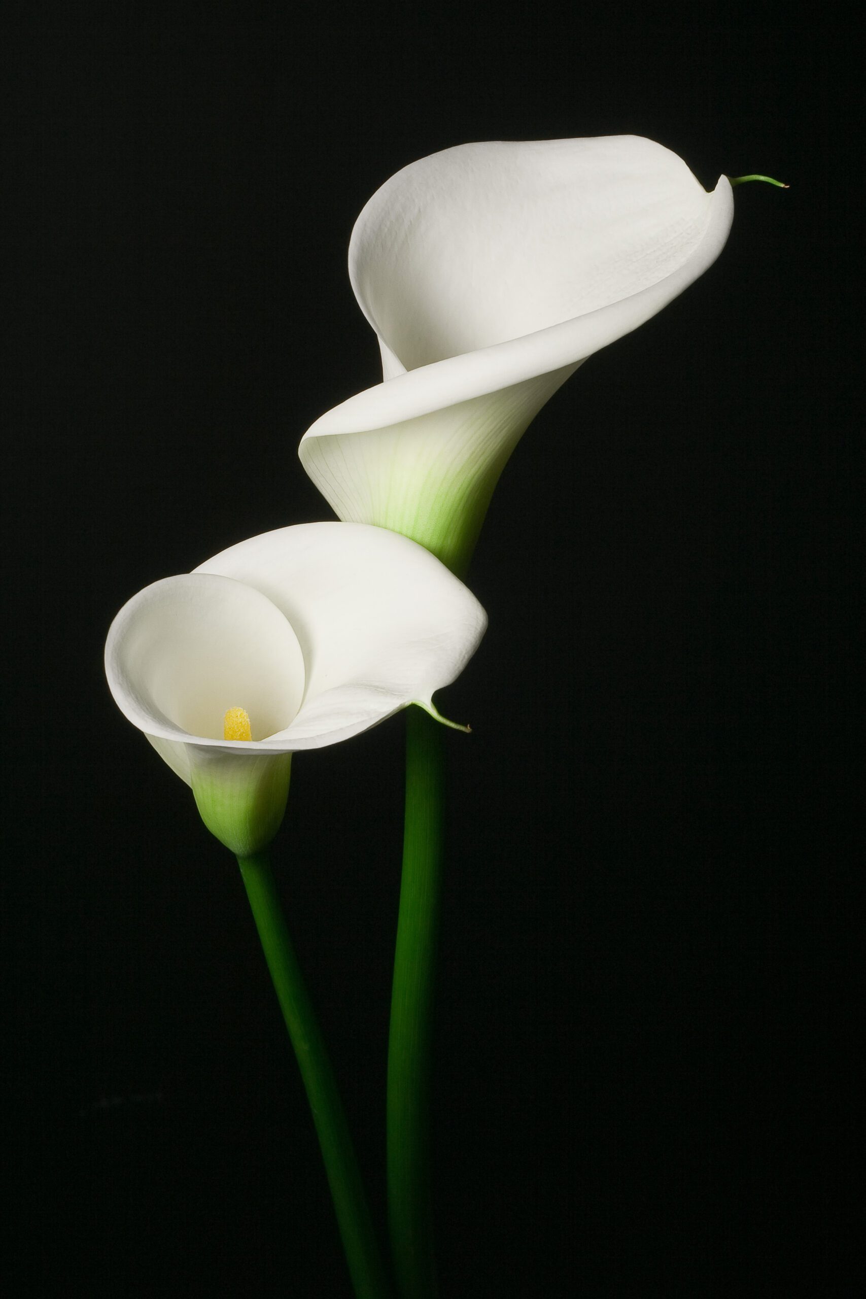 dianna sprague