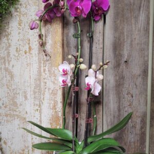 Stewart Baxter Funerals - Orchid plant