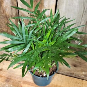 Stewart Baxter Funerals - Palm plant