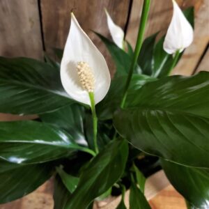 Stewart Baxter Funerals - Peace Lily plant