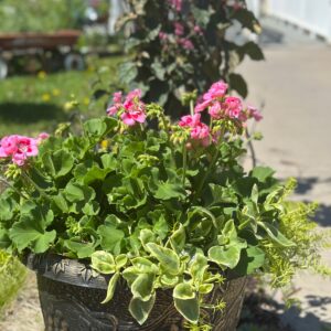 Seasonal Porch Pot - Stewart Funeral Home Flowers