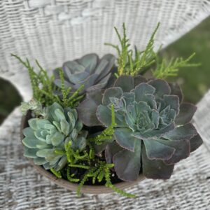 Succulent Desert Garden - Stewart Funeral Home Flowers