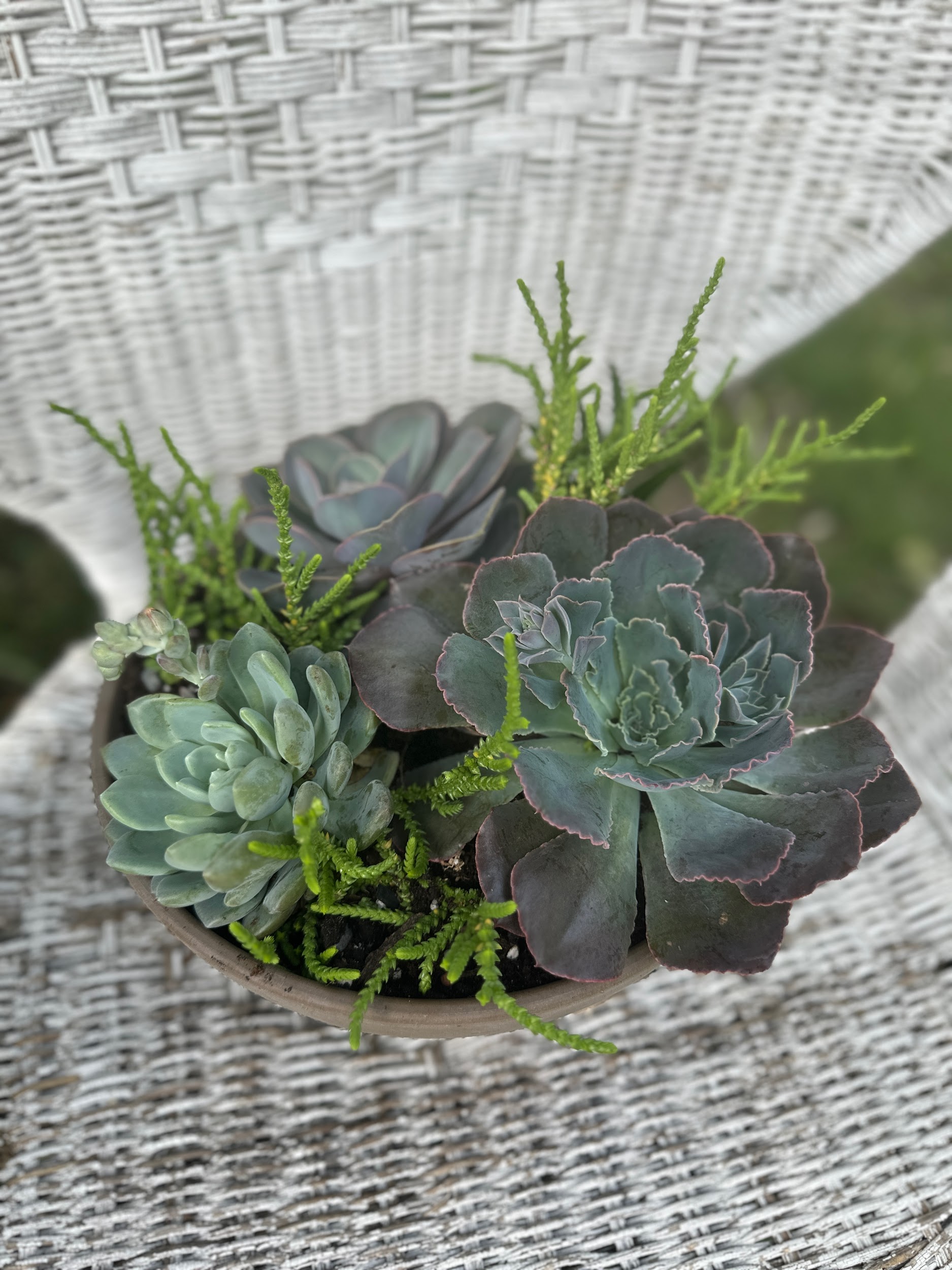 Succulent Desert Garden - Stewart Funeral Home Flowers