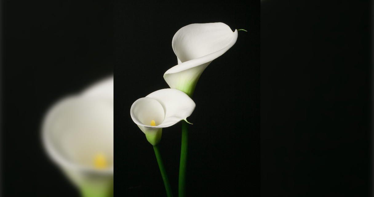 Obituary-img